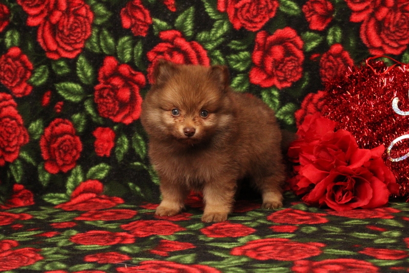 puppy, for, sale, Pomeranian, Matthew B. Stoltzfus, dog, breeder, Gap, PA, dog-breeder, puppy-for-sale, forsale, nearby, find, puppyfind, locator, puppylocator, aca